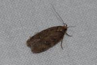 Depressaria albipunctella