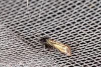 Adela reaumurella