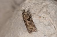 Cnephasia
