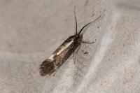Esperia sulphurella