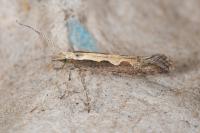 Plutella xylostella