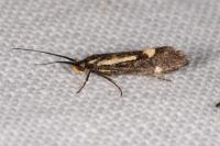 Esperia sulphurella