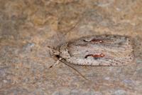 Agonopterix ocellana