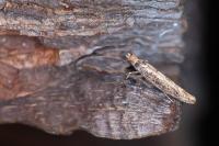 Ypsolopha ustella