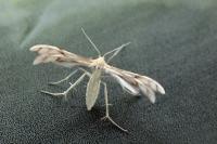 Wheeleria spilodactyla