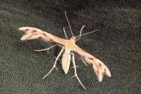 Wheeleria spilodactyla