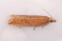 Bactra lancealana