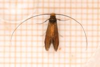 Cauchas rufimitrella