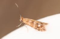 Phyllonorycter