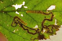 Stigmella aurella