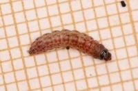 Scrobipalpa costella