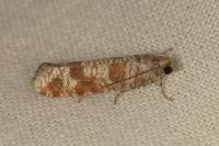 Rhyacionia maritimana