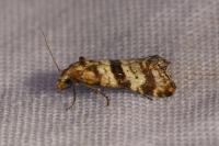 Cochylimorpha cultana