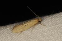 Myrmecozela ataxella