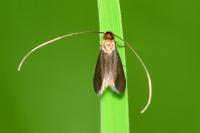 Cauchas rufimitrella
