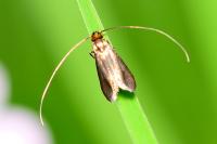 Cauchas rufimitrella