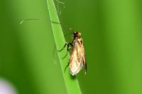 Cauchas rufimitrella