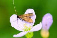 Cauchas rufimitrella