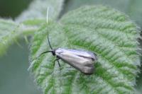 Adela reaumurella