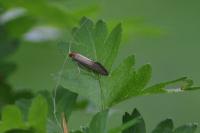 Nematopogon adansoniella