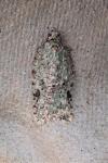 Acleris literana