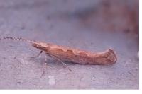Plutella xylostella