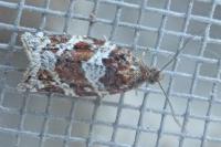 Argyrotaenia ljungiana