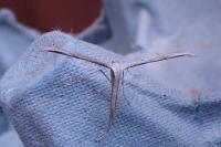 Emmelina monodactyla