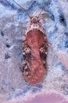 Agonopterix purpurea