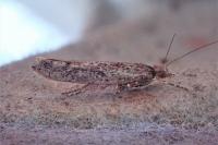 Ypsolopha ustella