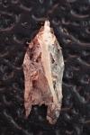 Acleris cristana