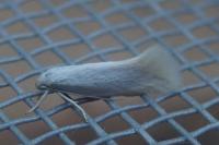 Elachista argentella