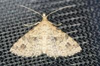 Alucita hexadactyla