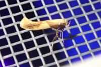 Caloptilia