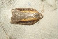 Acleris