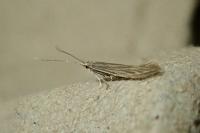 Coleophora