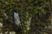 Adela reaumurella