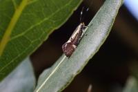 Esperia sulphurella