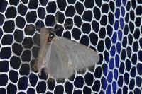Rebelia plumella surientella