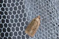 Agonopterix
