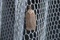 Agonopterix