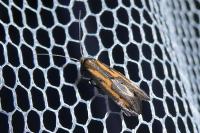 Ochromolopis ictella