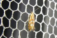 Phyllonorycter