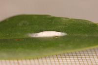 Bucculatrix maritima