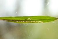 Bucculatrix maritima