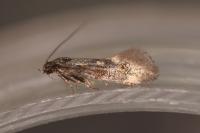 Chrysoesthia sexguttella