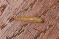 Scrobipalpa instabilella