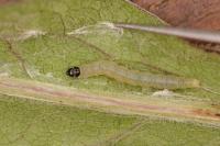 Agonopterix subpropinquella