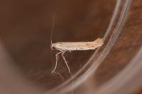 Aspilapteryx tringipennella