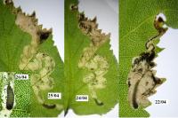Eriocrania sangii